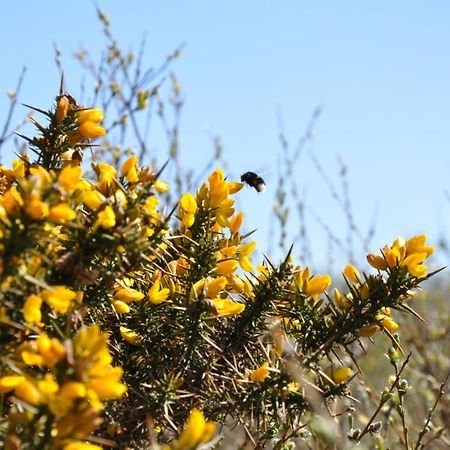 Seevilla Wietjes Whg 3 Baltrum Εξωτερικό φωτογραφία